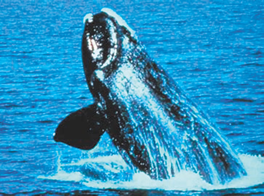 WHALE PROBLEM: A right whale breeches off Cape Cod. (Photo courtesy NOAA)